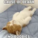 noboobies