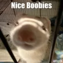 Nice Boobies