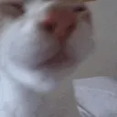 cat lick