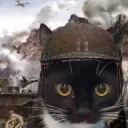 Gato em colapso na guerra