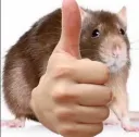 Rat thumbsup