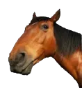 horse