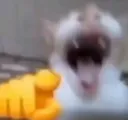 cat laugh