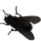Fly