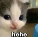 cat hehe
