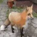 foxplosion