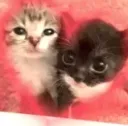 kitty love | .gg/girlfriend