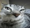 Cat_Sus_DV