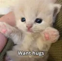 cat hug