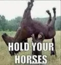 hold your horses