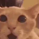 Cat flabbergasted 