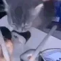 Cat stealing sushi