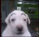 ha