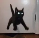 flying cat