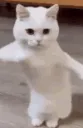 Dancing Cat