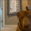 shocked dog /blossomhaven