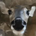 ohdeer 