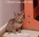 cat text back