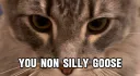 That’s not silly goose