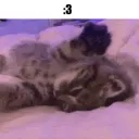 :3 | .gg/freekittens