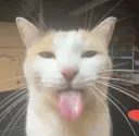 tongueoutcat /sakuracafe