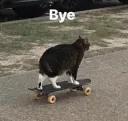 hh_bye cat
