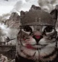 war cat