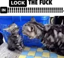 lockin