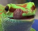 LizardMlem