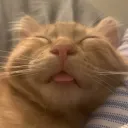 sir chubbs