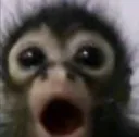 Shocked Monke