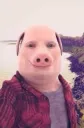 pig