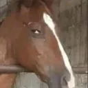 horse