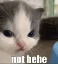 not hehe