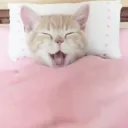 Sleepy cat