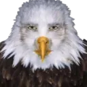 Eagle Stare