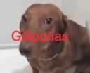 gillipollas