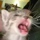 IM GONNA SAY THE N WORD