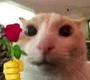 Cat flower