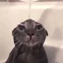 wetcat