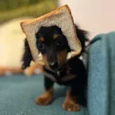 toast wiener
