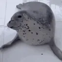 seal play
