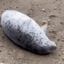 seal flap