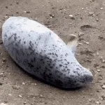 seal flap seal flap