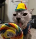 catlicc