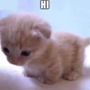 cute cat says hi