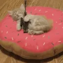 Strapped | .gg/freekittens