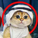 arab cat