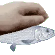FIsh PET