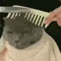 cat hair cut